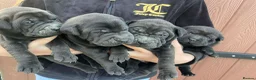 Mixed Breed dogs for sale: 5 Shar Pei x Labrador pups  - Advert 5