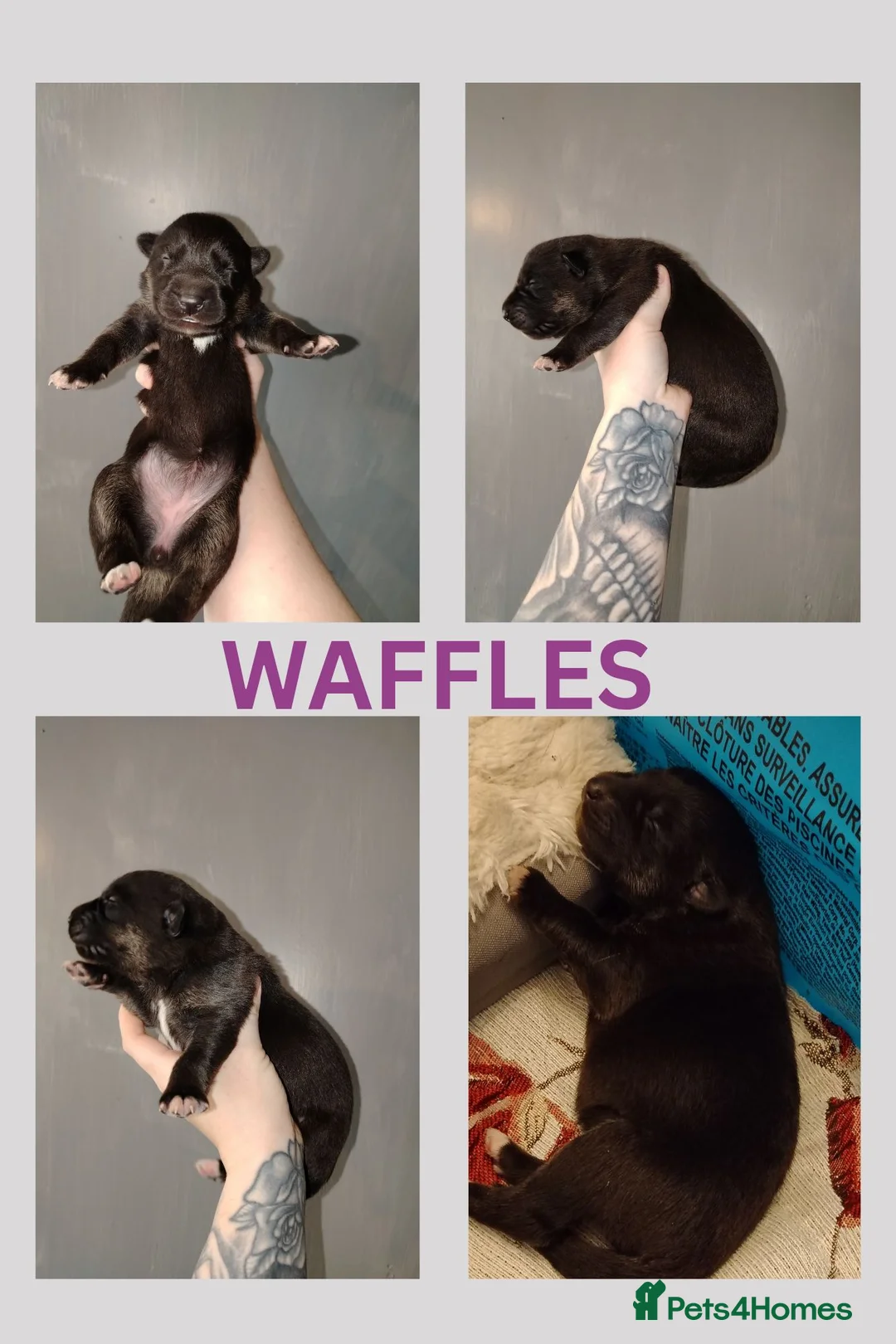 Mixed Breed dogs for sale: German Shepherd cross puppies.  - Advert 7