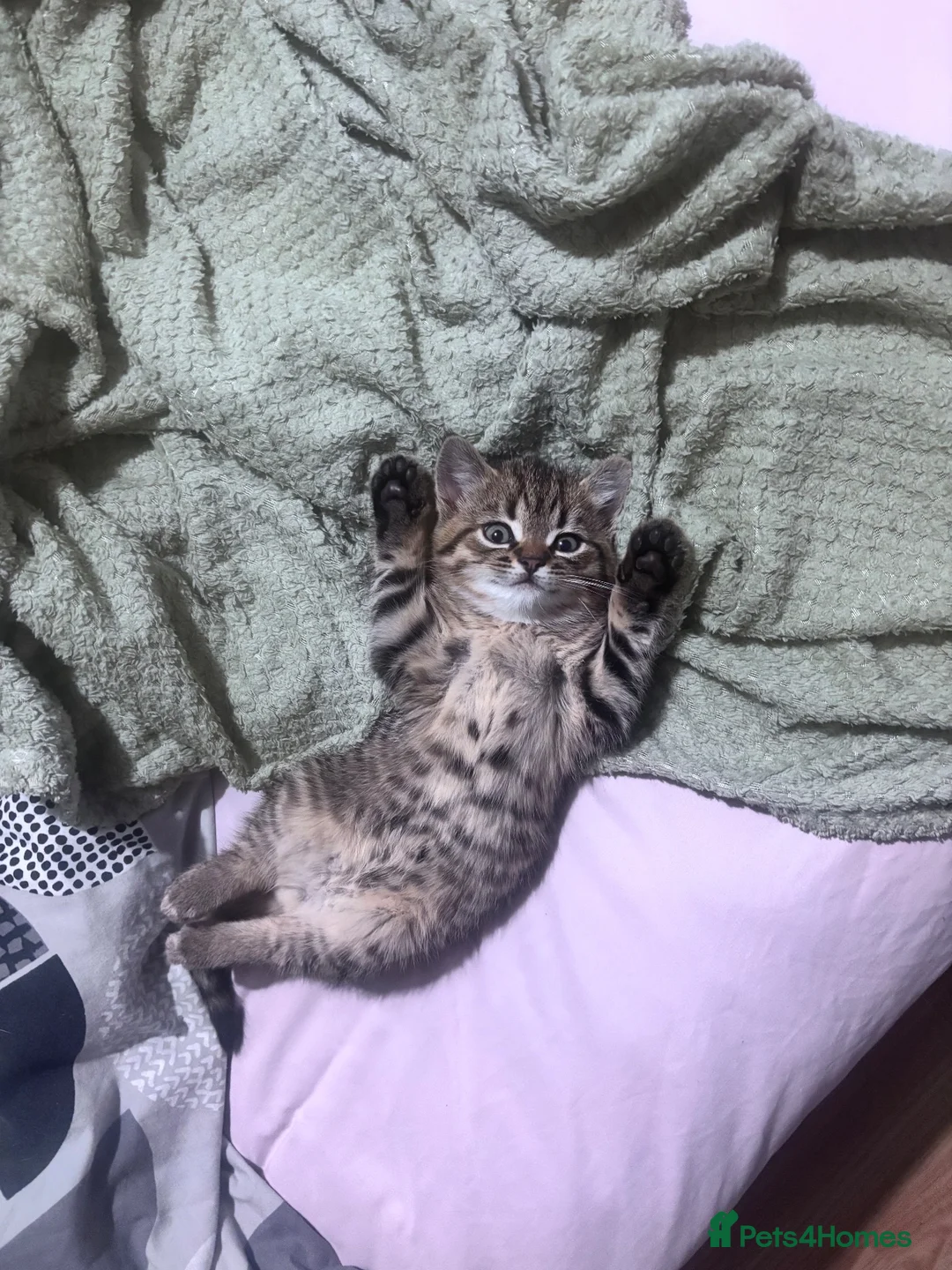 Mixed Breed cats for sale: Cute Little tabby Boy  - Advert 1