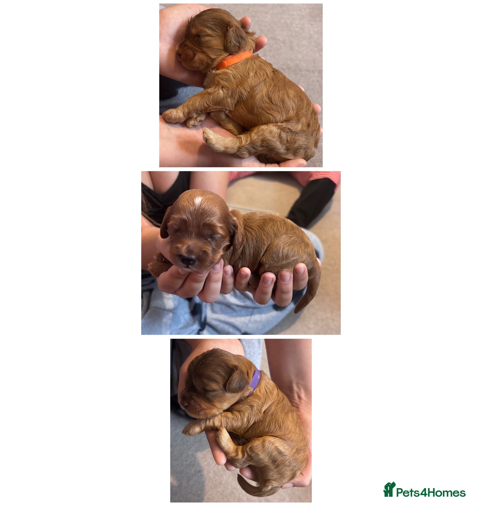 Cockapoo dogs 3 LEFT! Toy F2 Cockapoo Puppies - Poole, VIEW NOW - Advert 2