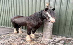Irish Cob horses for sale: Storm 4year old ride/drive gelding  - Image 1