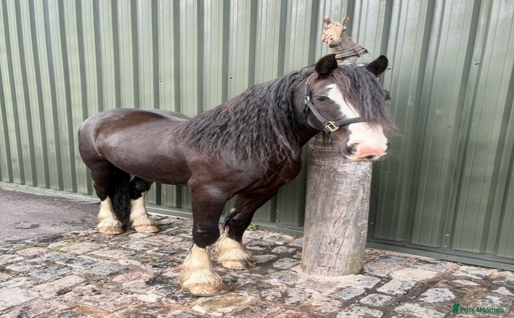 Irish Cob horses - Advert 1