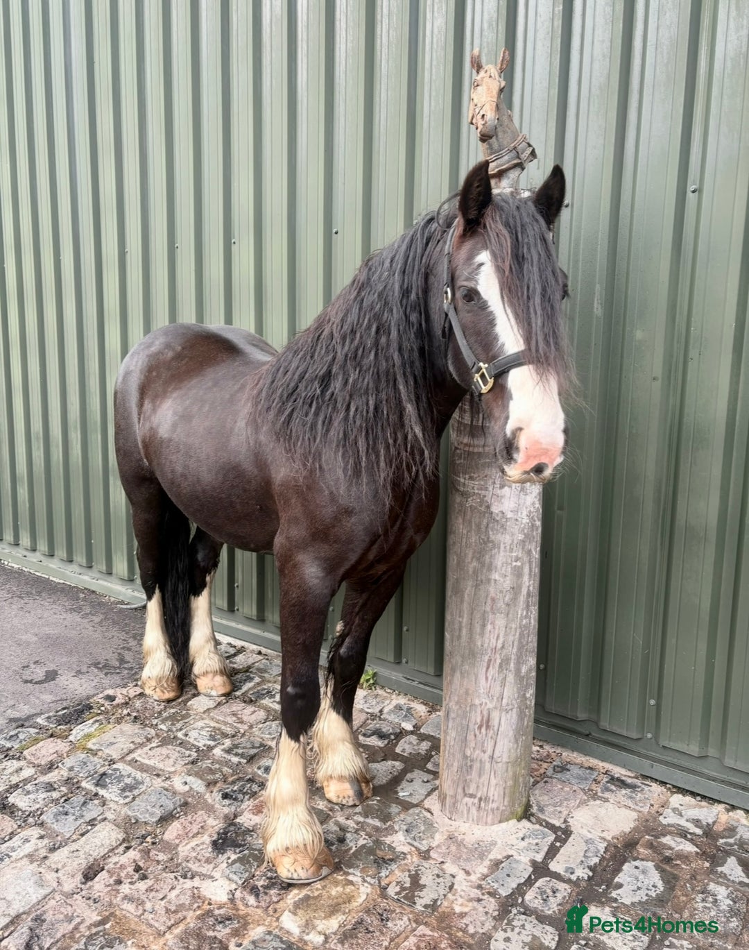 Irish Cob horses for sale: Storm 4year old ride/drive gelding  - Image 1