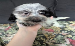 Mixed Breed dogs for sale: 10 week old bassest cocker spaniel cross puppies - Image 13