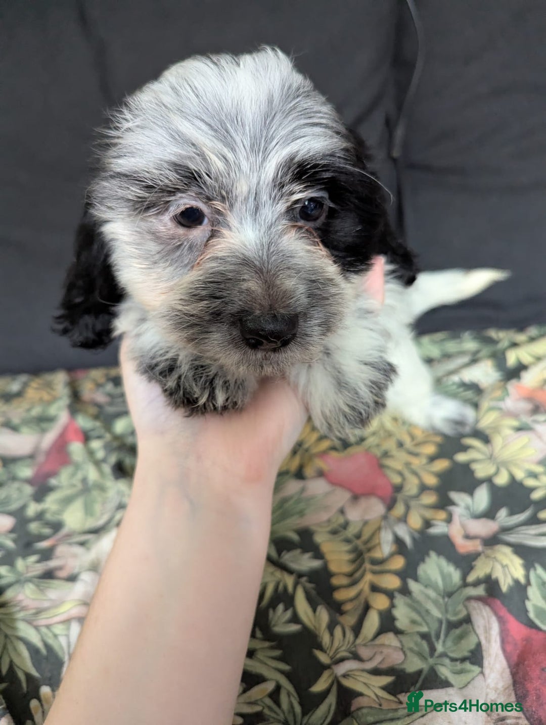 Mixed Breed dogs for sale: 10 week old bassest cocker spaniel cross puppies - Image 13