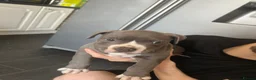 American Bully dogs for sale: Stunning chunky micro pocket Bullies  - Advert 9