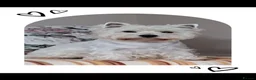 West Highland Terrier dogs for sale: West highland white terrier  - Advert 15