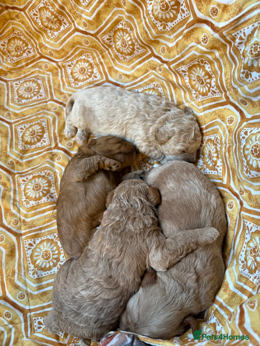 Cavapoo dogs for sale: Beautiful litter of f2 cavapoo puppies  in Rochdale - Advert 3