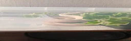 Python Snake reptiles for sale: High pied or panda pied not sure  in Stoke-on-Trent - Advert 2