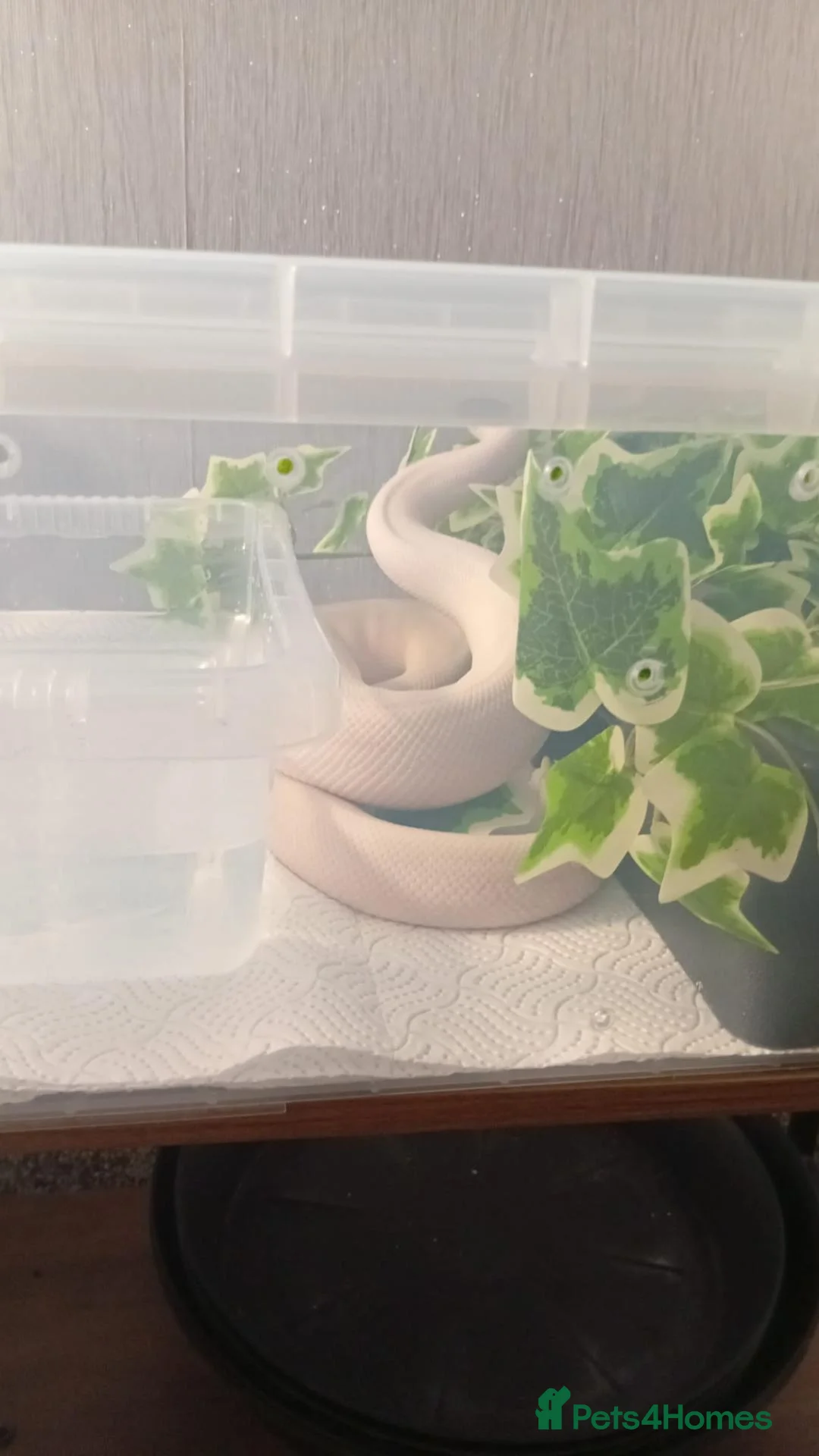 Python Snake reptiles for sale: High pied or panda pied not sure  in Stoke-on-Trent - Advert 2