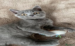 British Shorthair cats for sale: British shorthair cat - Image 1