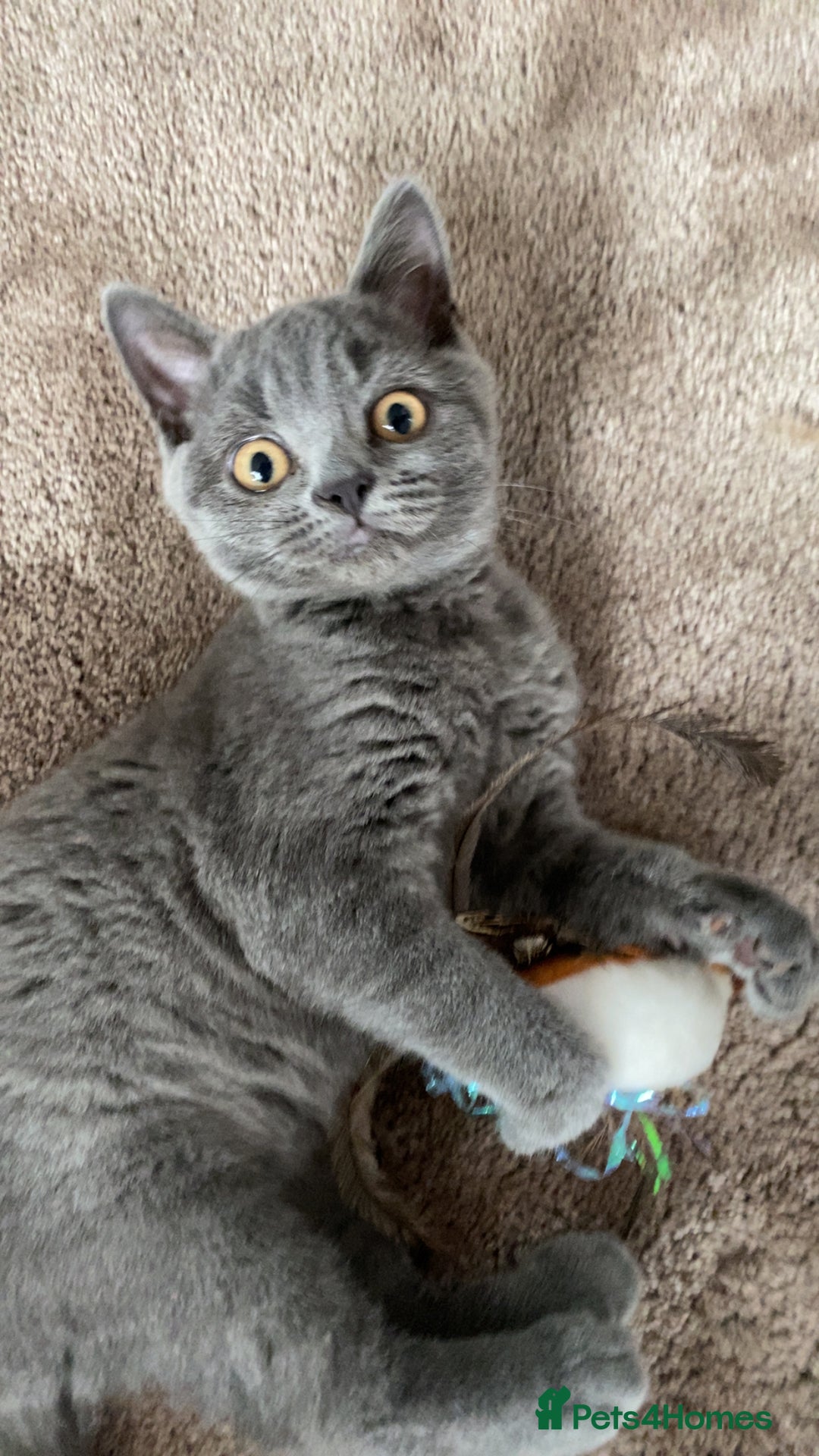 British Shorthair cats for sale: British shorthair cat - Image 1