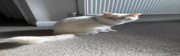Ragdoll cats for sale: Benny looking for his forever home  - Advert 2