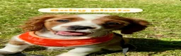 Cavalier King Charles Spaniel dogs for sale: 5 Beautiful Cavalier Puppies  in Stockport - Advert 22