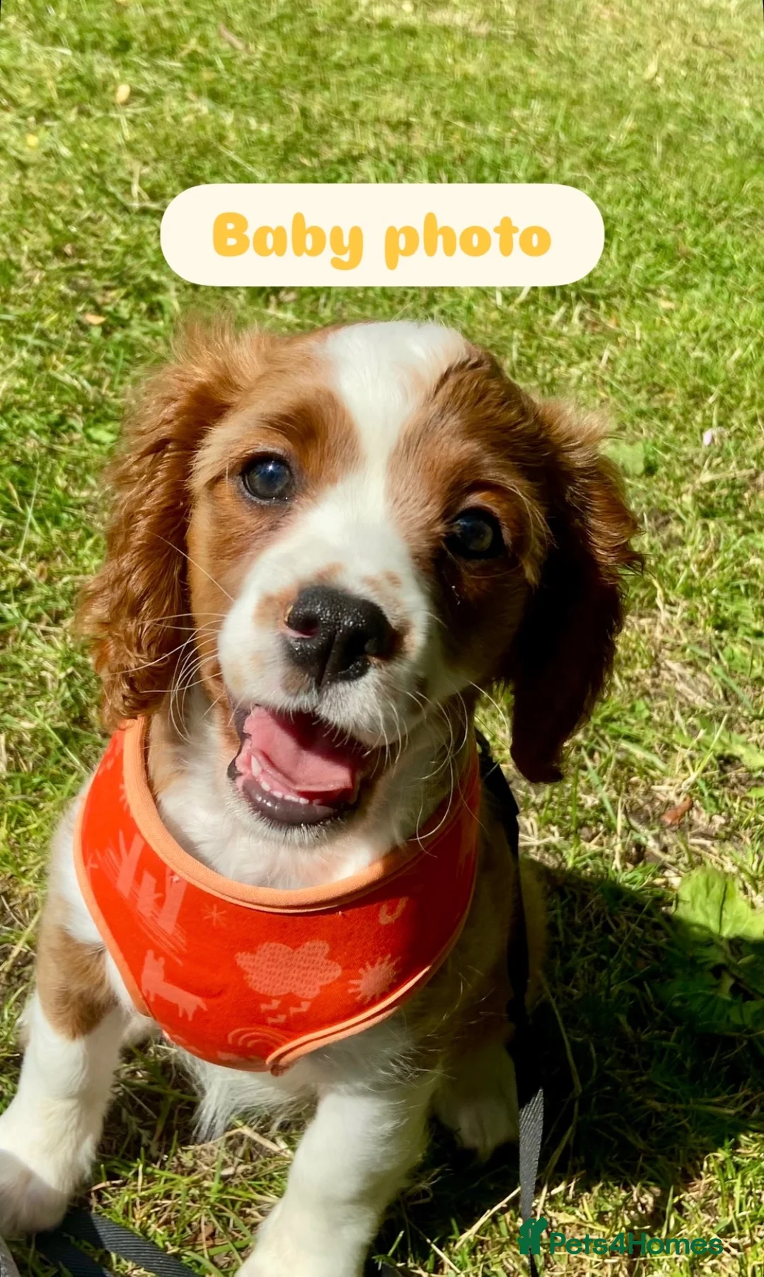 Cavalier King Charles Spaniel dogs for sale: 5 Beautiful Cavalier Puppies  in Stockport - Advert 22
