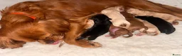 Cavapoo dogs for sale: 🧸⭐ F1 Health tested Cavapoos⭐🧸 - Advert 1