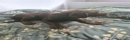 Labrador Retriever dogs for sale: Eduard Bielinskij  - Advert 7