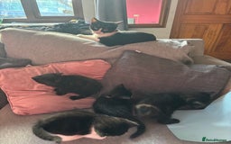 Mixed Breed cats for sale: Kittens for sale  - Advert 8