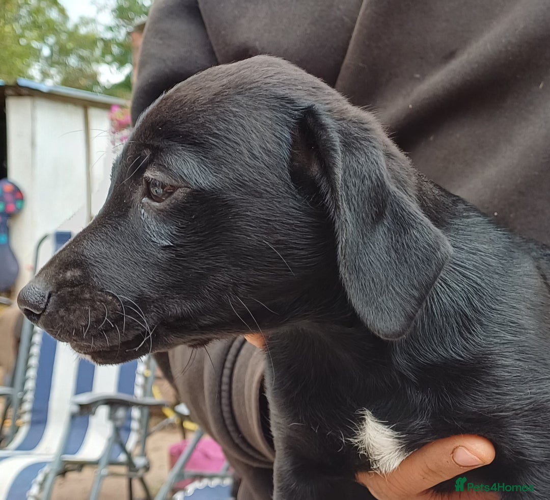 Jack Russell dogs for sale: Adorable Markiejack puppies - Image 19
