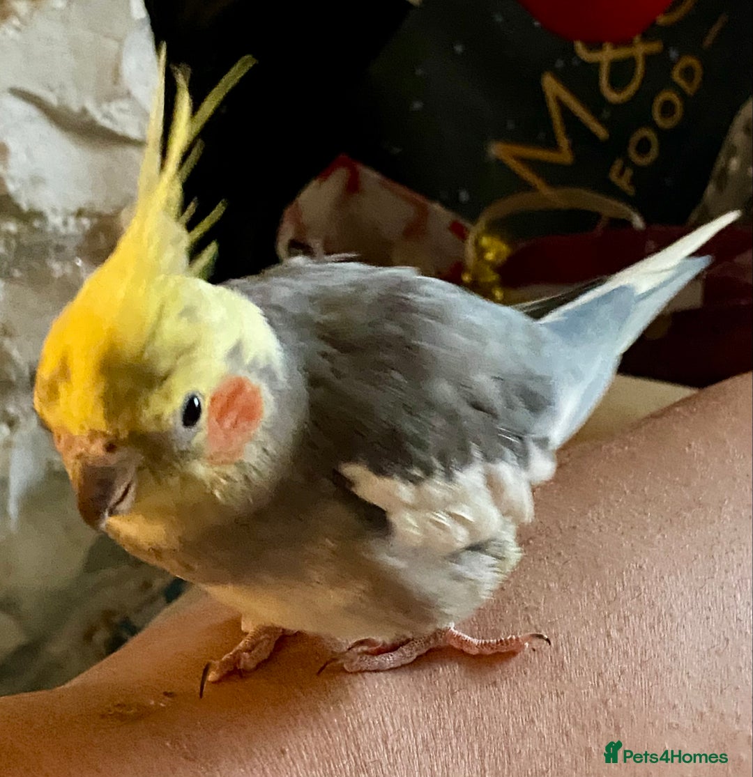 Cockatiels birds for sale: Pair of bonded male cockatiels hand reared tame - Image 7