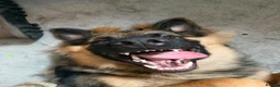 German Shepherd dogs for sale: Pure bred German Shepherd  - Advert 8