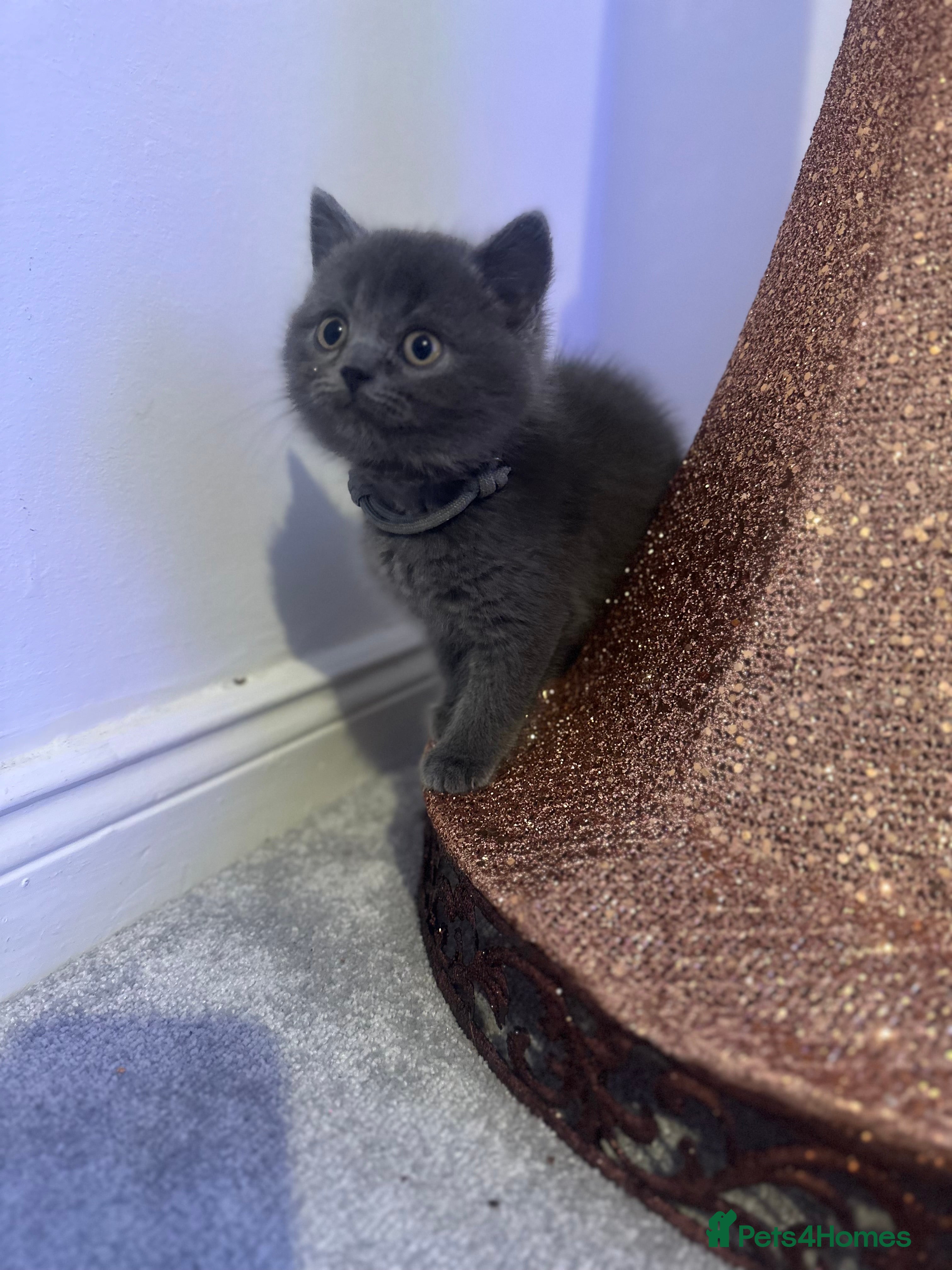 British Shorthair cats British short haired kittens - Advert 15