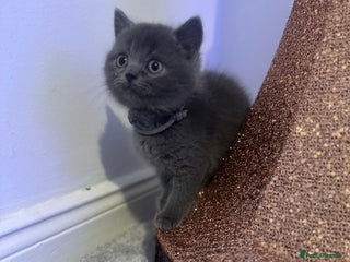 British Shorthair cats British short haired kittens - Advert 17