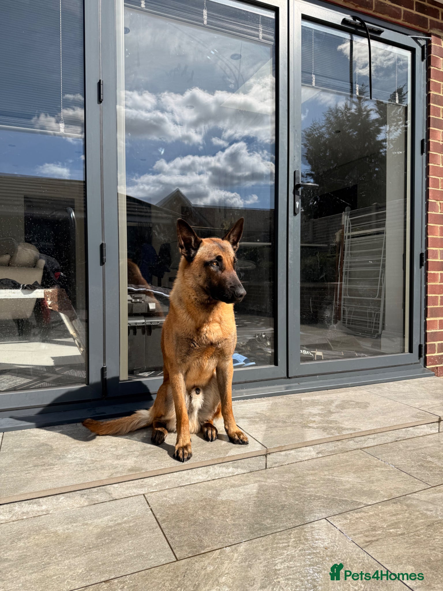 Belgian Shepherd Dog dogs Belgian Malinois 1 year old - Advert 5
