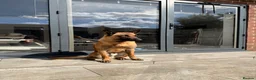 Belgian Shepherd Dog dogs for sale: Belgian Malinois 1 year old - Advert 1