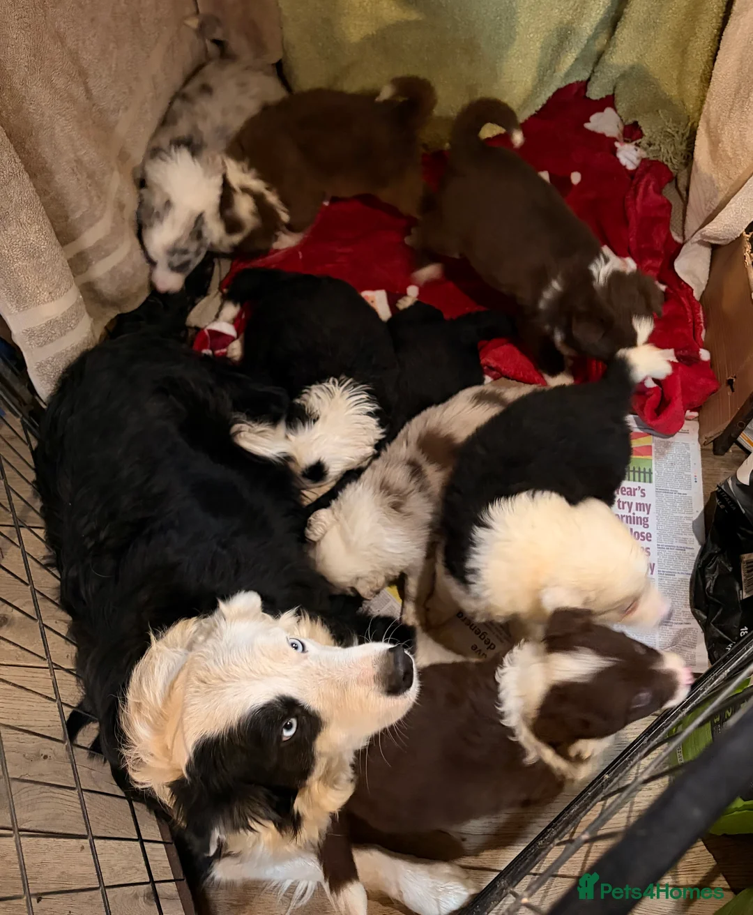 Border Collie dogs for sale: HEALTH TESTED CLEAR PARENTS BORDER COLLIE PUPS - Advert 17