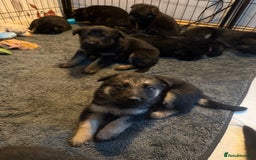 German Shepherd dogs for sale: German Shepard puppies  - Advert 8