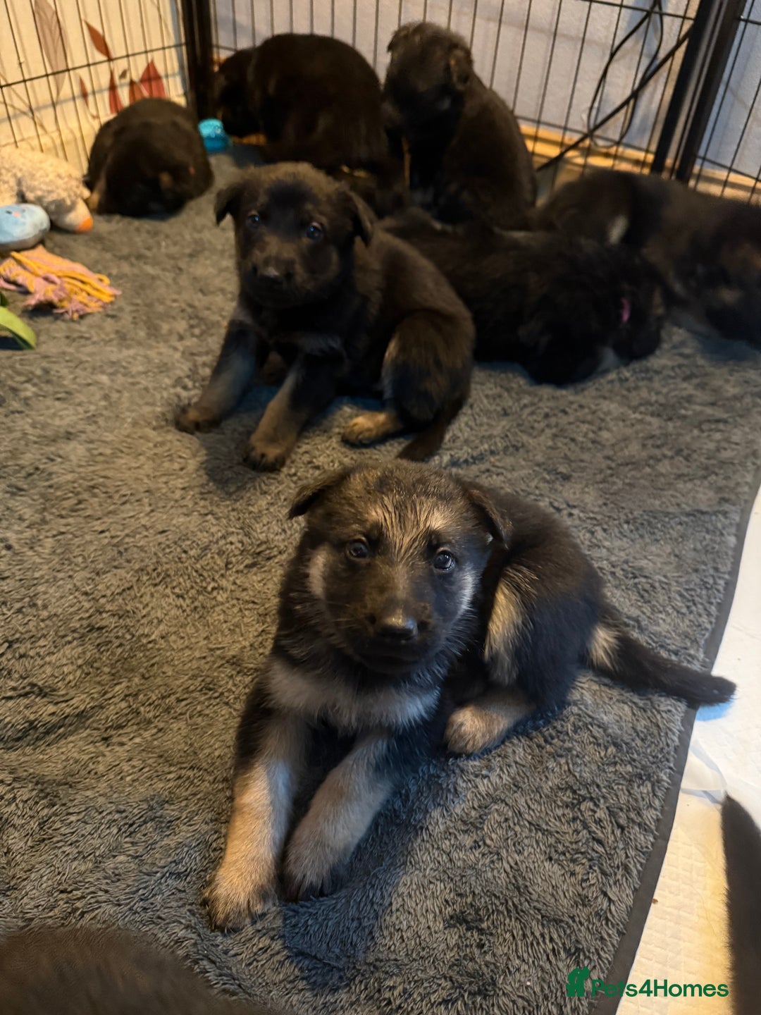 German Shepherd dogs for sale: German Shepard puppies  - Advert 8