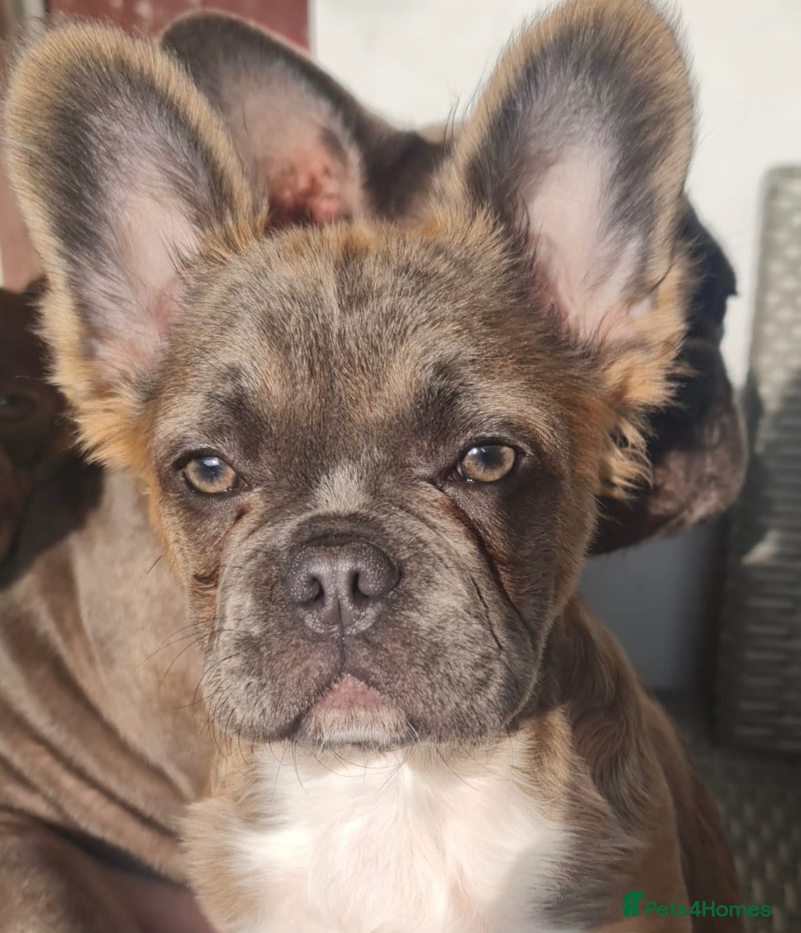 French Bulldog dogs French bulldog puppies  - Advert 2