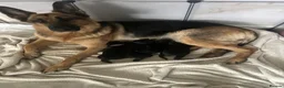 German Shepherd dogs for sale: German shepherd female  - Advert 2