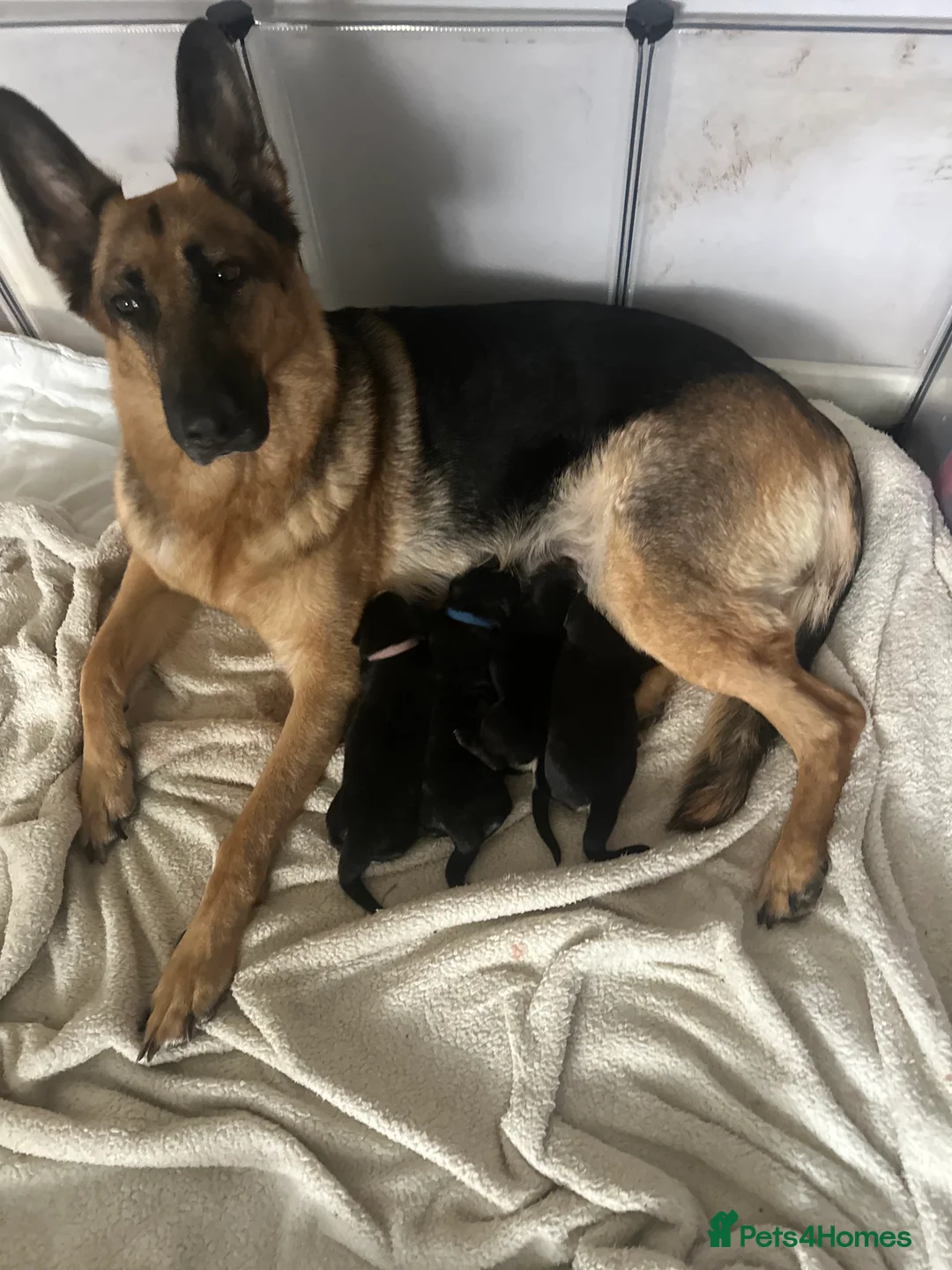 German Shepherd dogs for sale: German shepherd female  - Advert 2