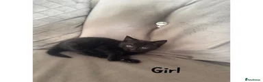 Maine Coon Kitten 3