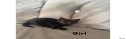 Maine Coon cats for sale: 1/4 Maine coon kittens  - Advert 2