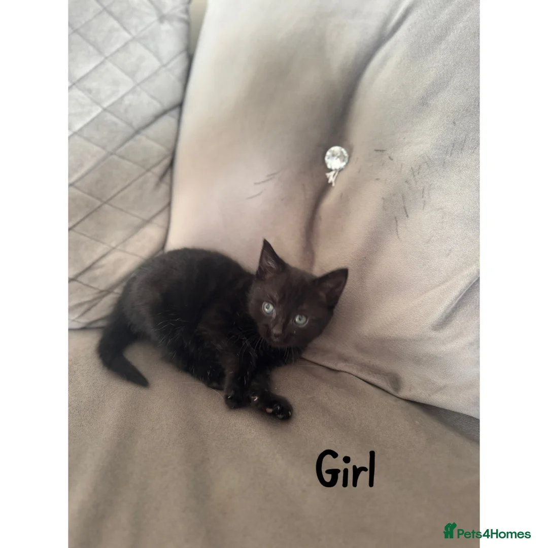 Maine Coon cats for sale: 1/4 Maine coon kittens  - Advert 2