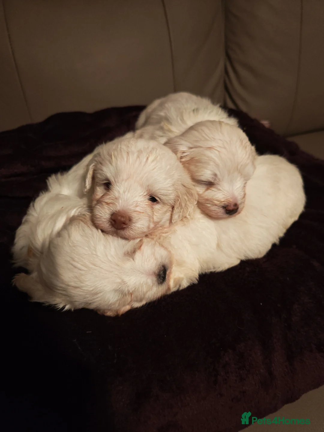 Mixed Breed dogs for sale: Maltipoo x Coton de Tulear Puppies – 5 Males - Advert 34
