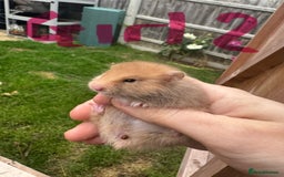 Hamster rodents for sale: Baby syrian hamsters males and females - Image 19