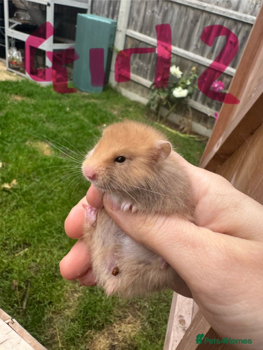 Hamster rodents for sale: Baby syrian hamsters males and females - Image 19