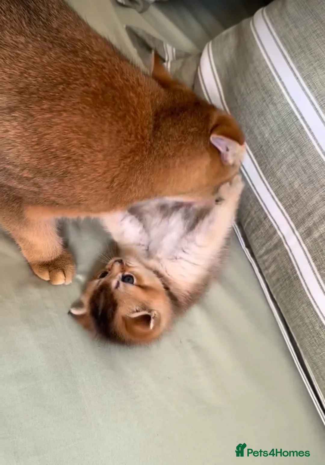 Scottish Fold cats for sale: Gorgeous Golden & Blue Scottish Fold Kittens - Advert 11