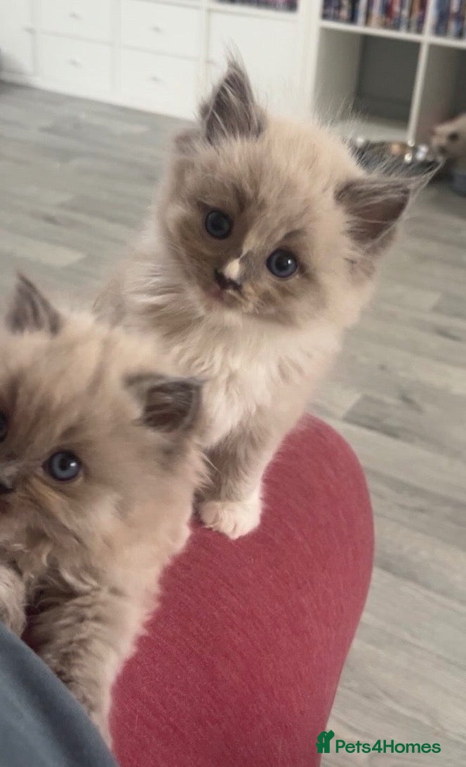 Ragdoll cats Tica Reg Mink kittens  - Advert 3