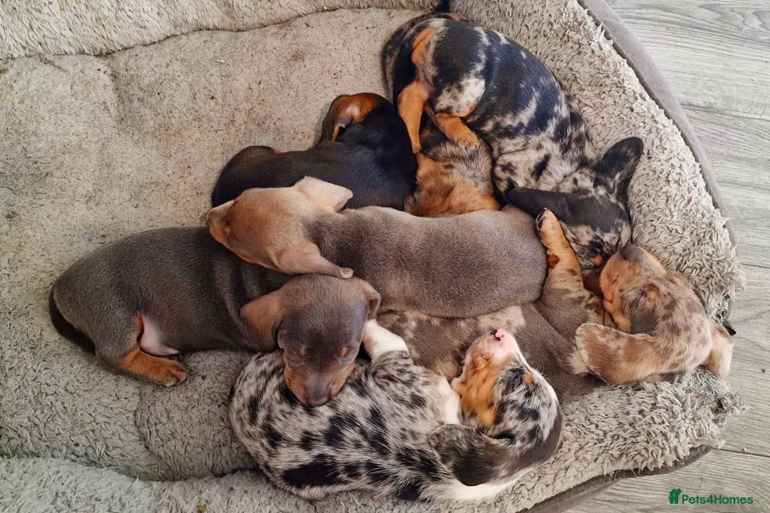 Dachshund dogs for stud: For Stud - Image 8