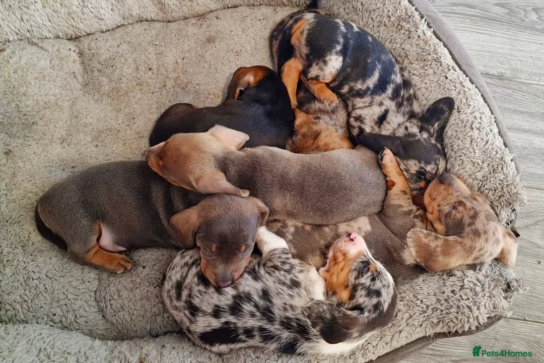 Dachshund dogs for stud: For Stud - Advert 8