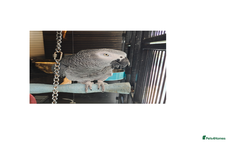 Parrots birds - Advert 15