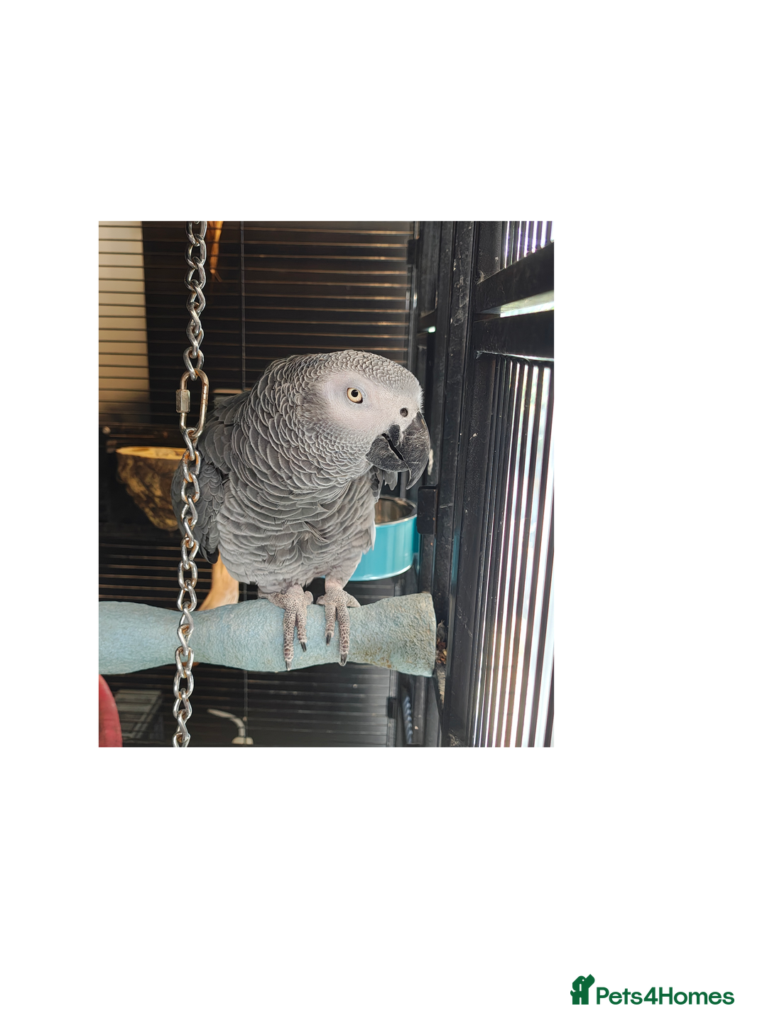 Parrots birds for sale: African Grey Parrot  - Image 1
