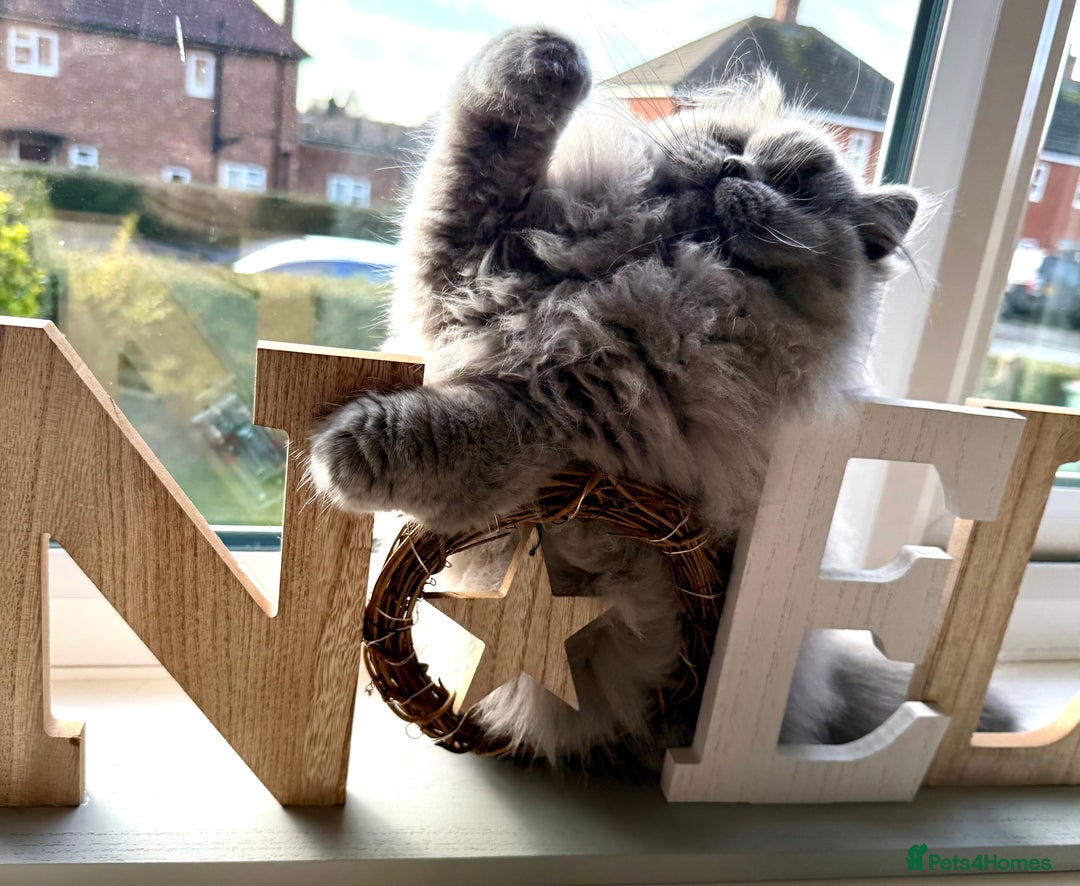 British Longhair cats for sale: Outstanding show quality GCCF female  - Advert 5