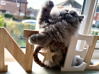 British Longhair cats Outstanding show quality GCCF female - Advert 1