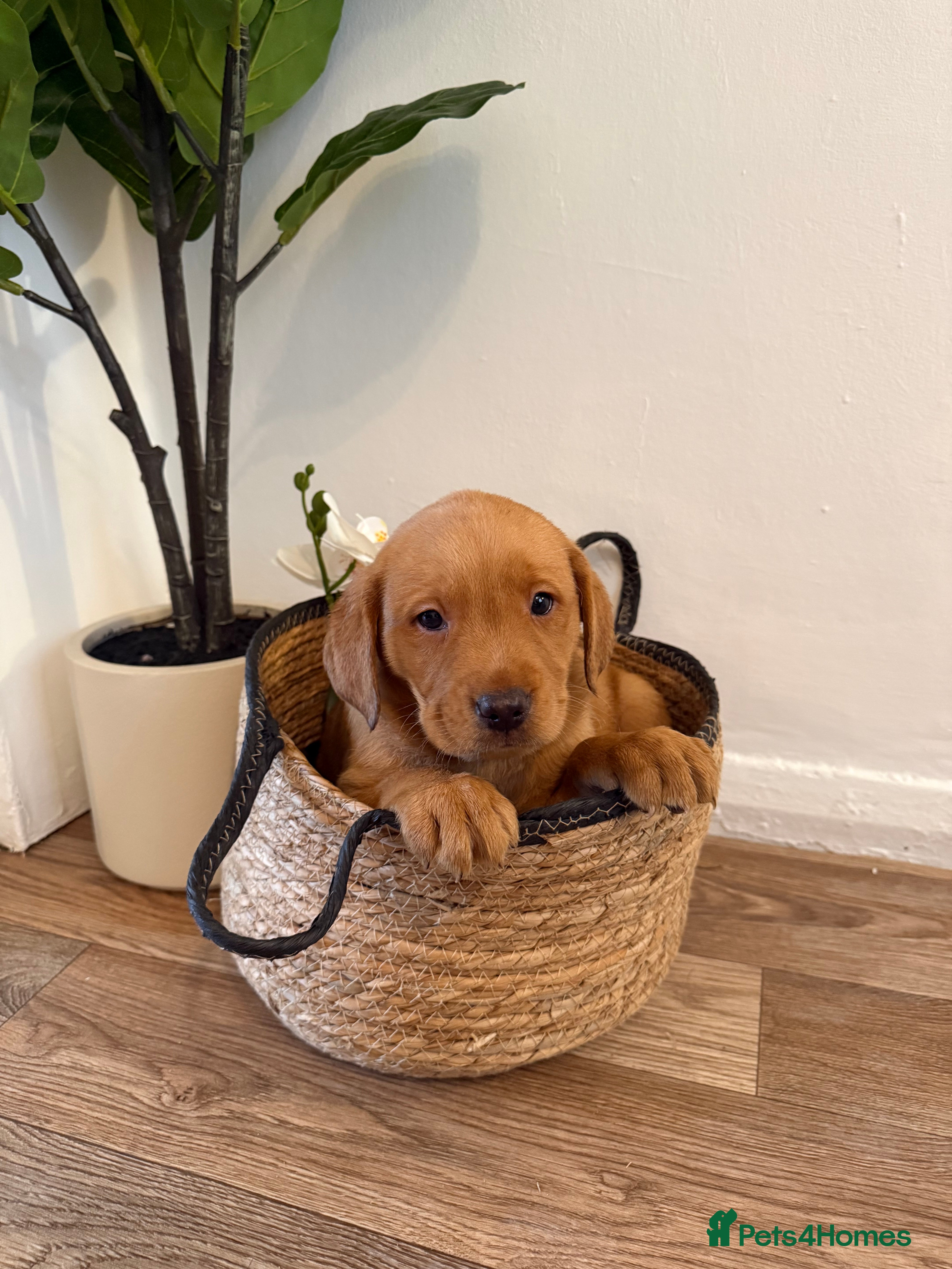 Labrador Retriever dogs Labrador pups for sale  - Advert 2